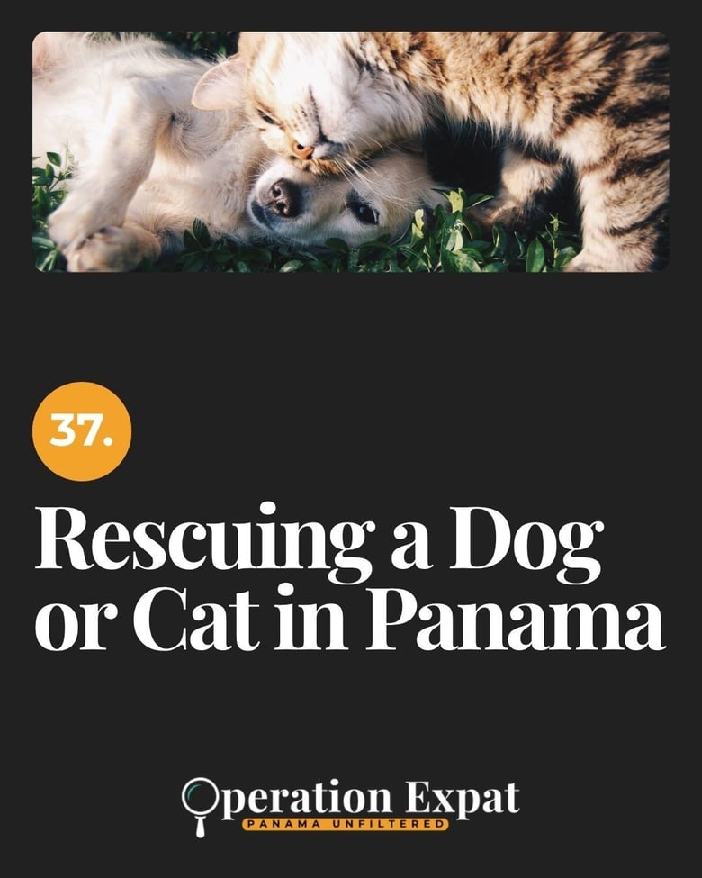 image for 37. Rescuing a Dog or Cat in…