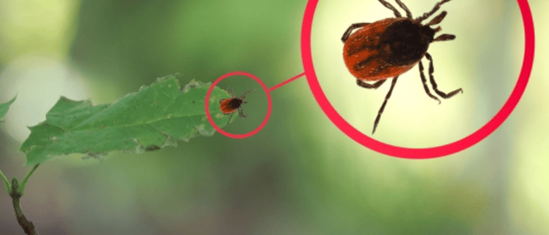 image for Safety Moment: Tick Safety 101