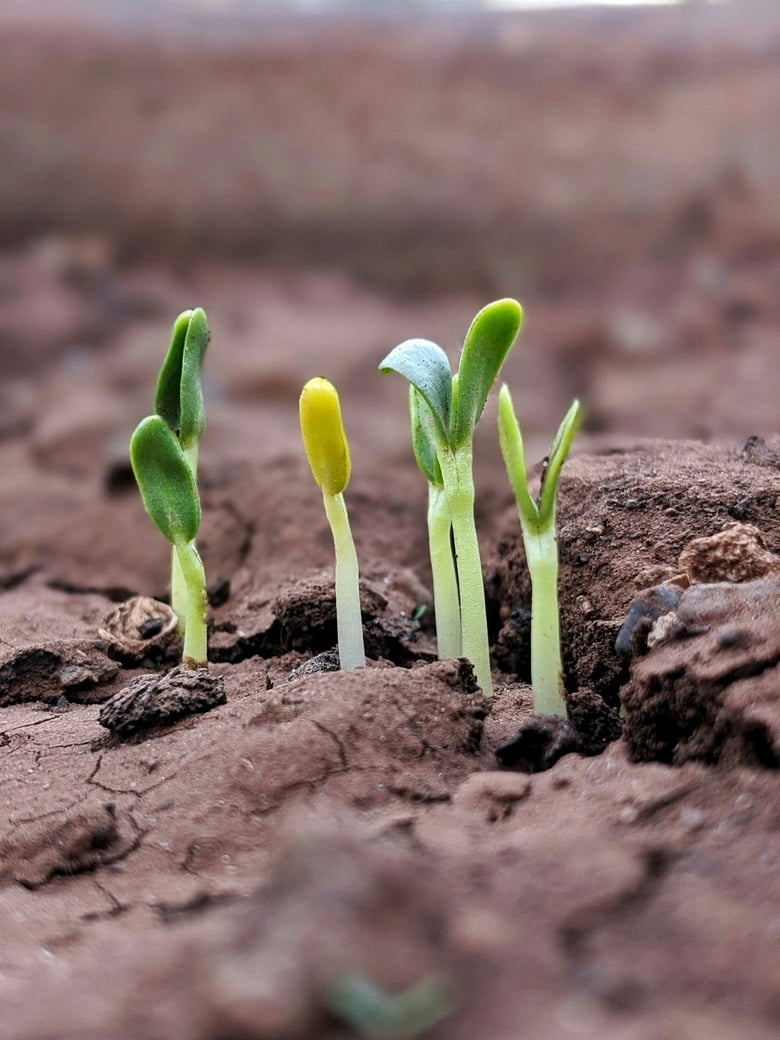 image for Becoming a Leader Who is…