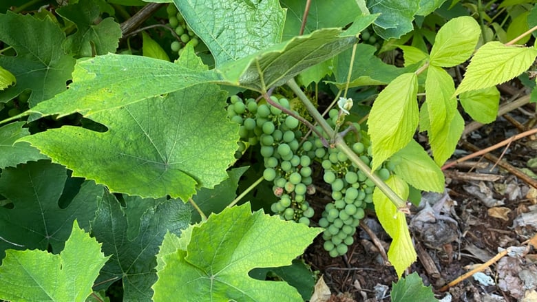 image for 8 year old Vine