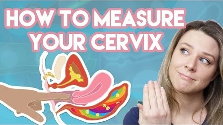 image for How to Measure your Cervix for a CUP