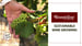 image for Donnavations: Sustainable…