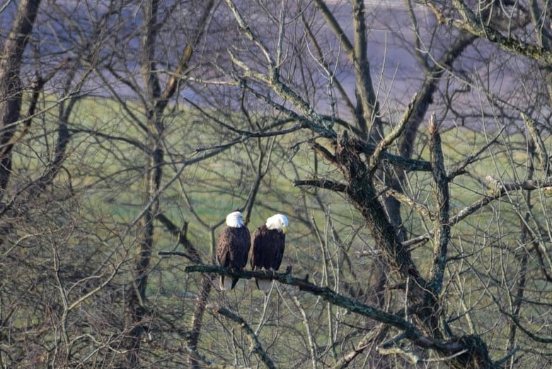 image for Trail to Eagle