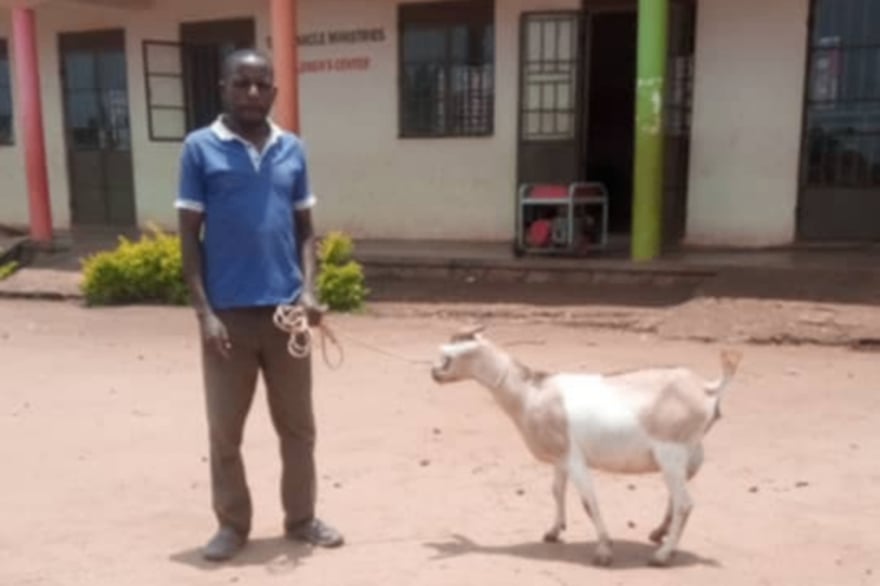 Goats