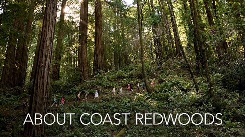image for REDWOOD: About Coast Redwoods