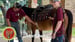 image for Horse Programs - Merit Badge