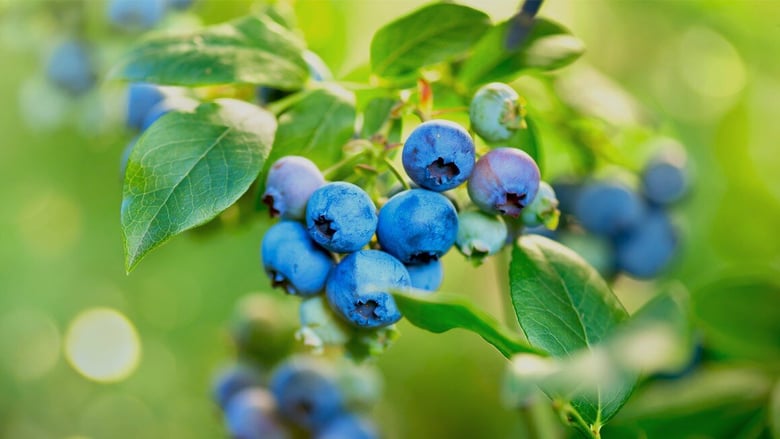 image for Park's Blueberries
