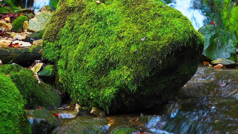 image for Faith Like Moss: Growing…
