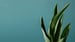 image for Tea & Your Garden