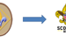 image for Webelos to Scout Transition -…