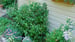 image for Grow a Tea Garden